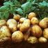 Минсельхоз России ожидает в 2023 году рекордный за 30 лет урожай картофеля объемом в 8,4 миллиона тонн, что на 15 процентов больше, чем годом ранее